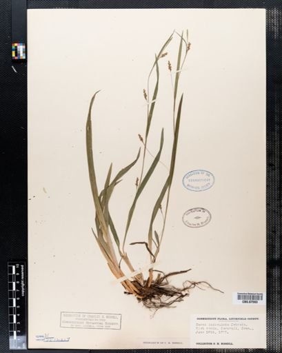 Carex laxiculmis