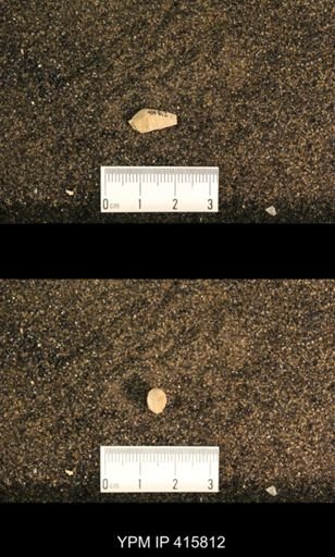 Meekospira choctawensis