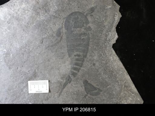 Erieopterus
