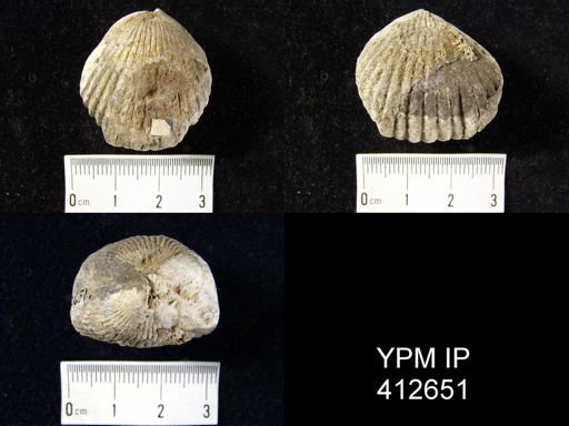 Uncinulus nobilis