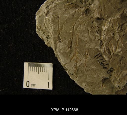 Arthropora shafferi