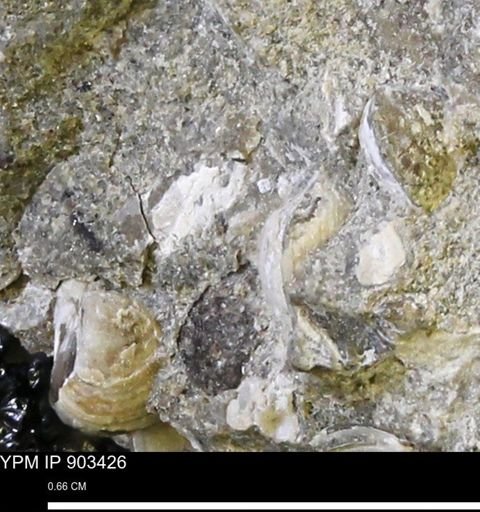 undet. Mollusca