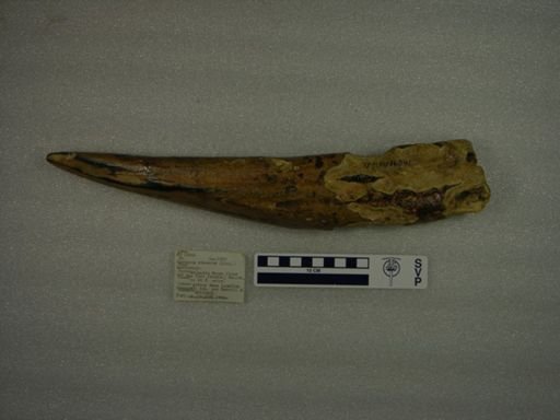 Odobenus rosmarus