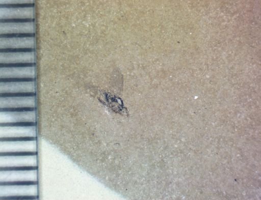 undet. Diptera