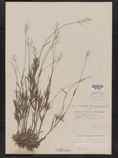 Panicum columbianum