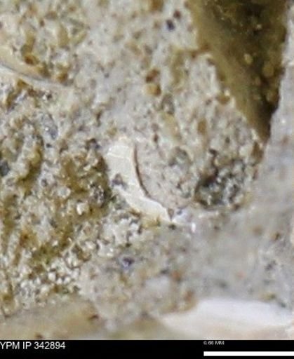 undet. Mollusca