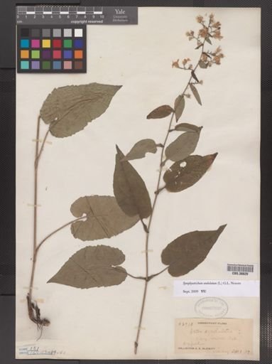 Symphyotrichum undulatum