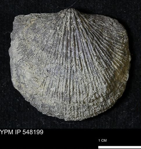 Stropheodonta demissa