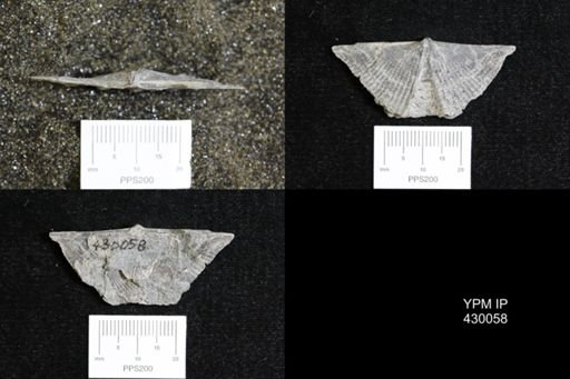 Mucrospirifer mucronatus