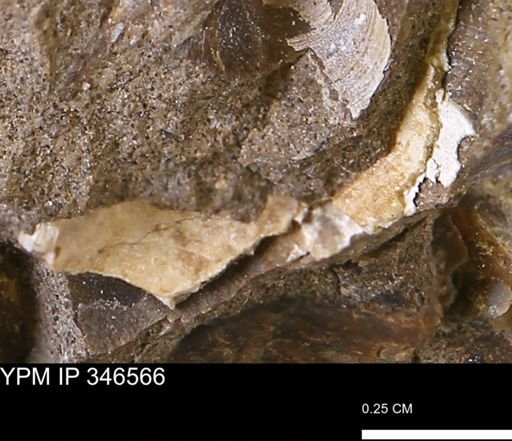 undet. Bivalvia