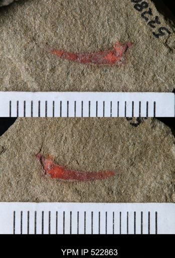 undet. Megacheira