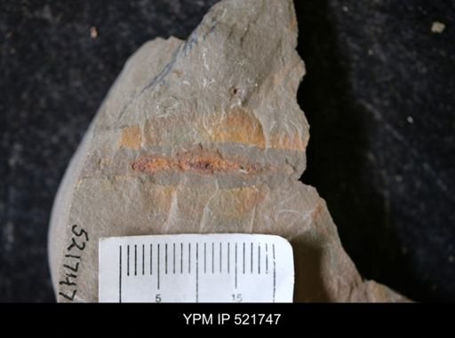 undet. Annelida