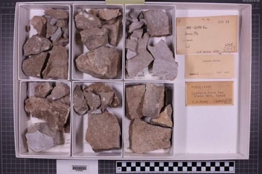 mixed taxa, stratigraphic collection
