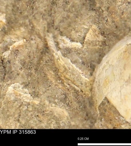 undet. Mollusca