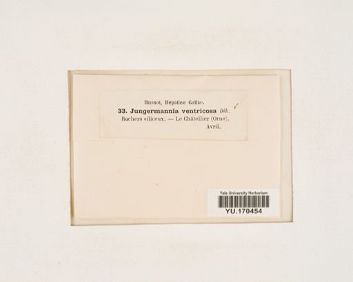 Plantae
