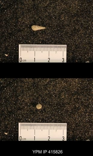 Meekospira choctawensis