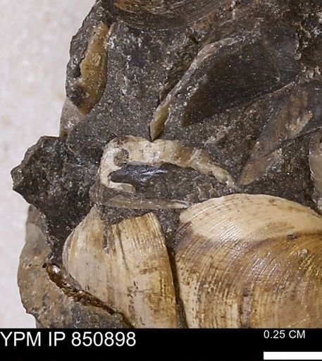 Limopsis striatopunctatus