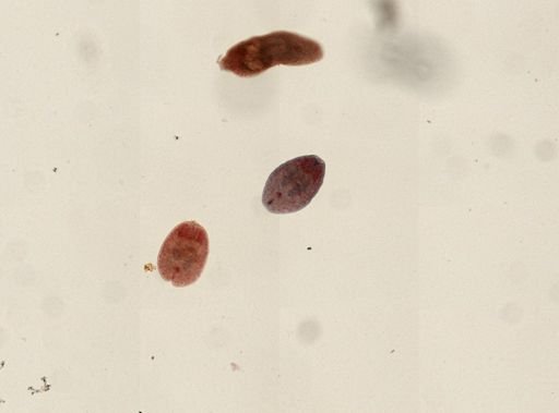 Agamodistomum marcianae