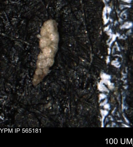 Verneuilinoides kansasensis