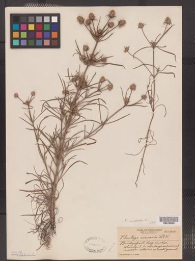 Plantago indica