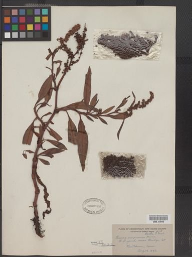 Rumex mexicanus