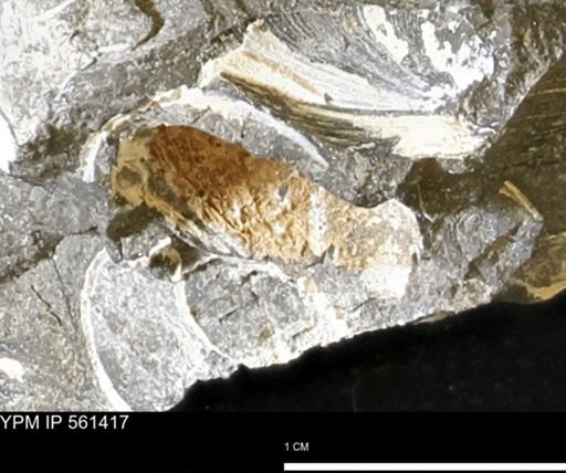 Limopsis striatopunctatus