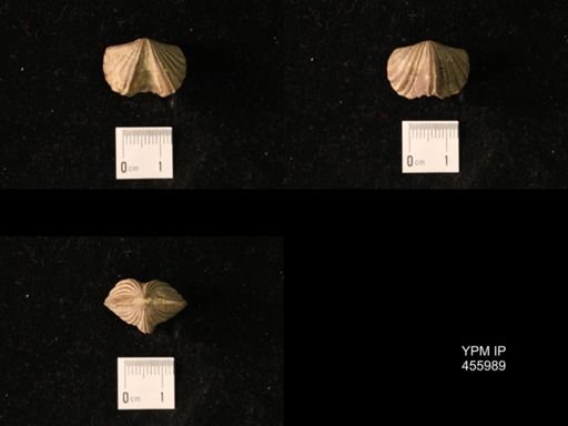 Platystrophia laticosta