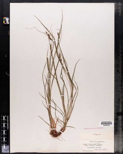 Carex virescens