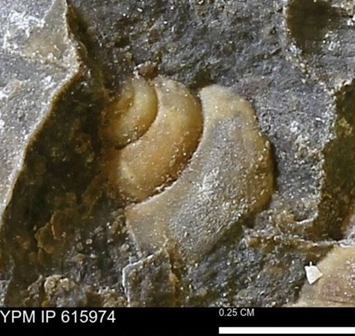 Euspira sp.