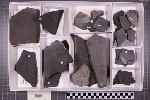 mixed taxa, stratigraphic collection