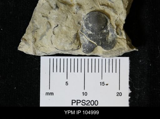 Brachyaspis alacer