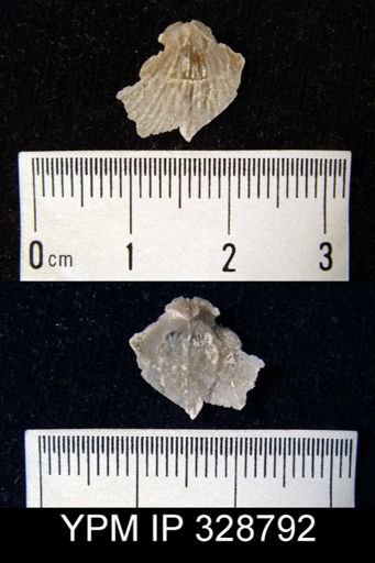 undet. Brachiopoda