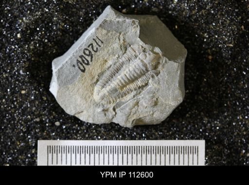 Calymene callicephala