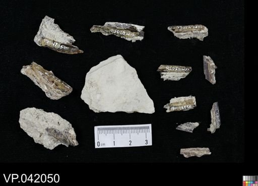 undet. Actinopterygii