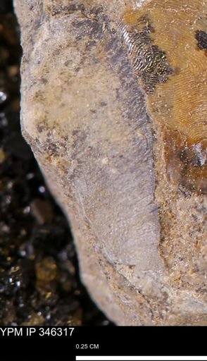 undet. Mollusca