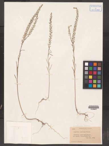 Lepidium densiflorum