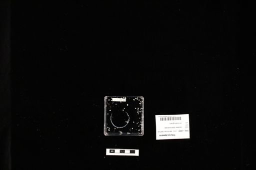 Triturus alpestris