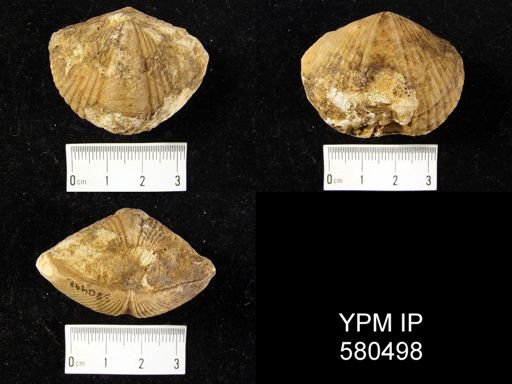 Spinocyrtia sp.