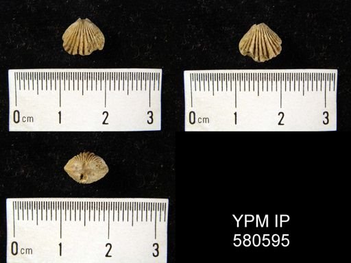 Rhynchotrema inaequivalis