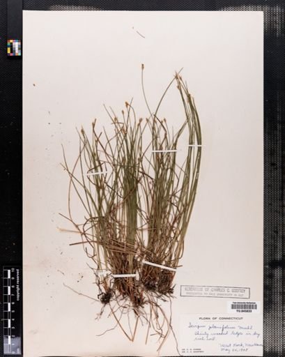 Scirpus verecundus