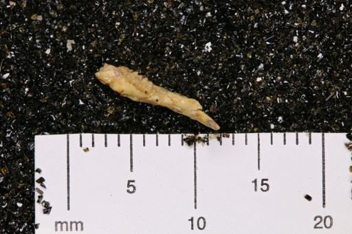 Adjidaumo minutus
