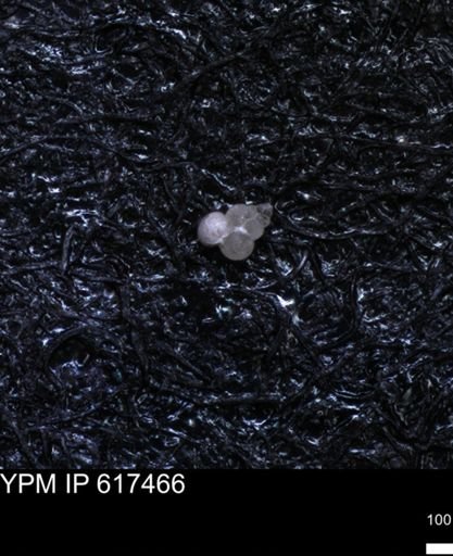 undet. Heterohelicidae