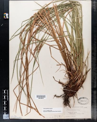Carex stricta
