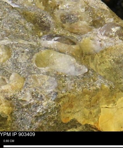 undet. Bivalvia