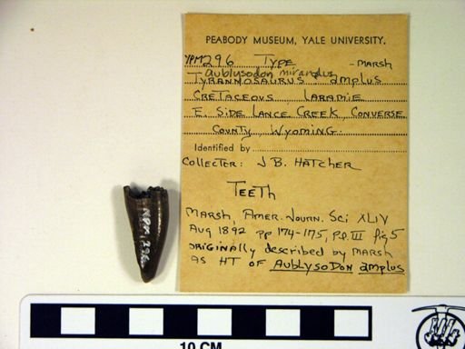 Aublysodon amplus