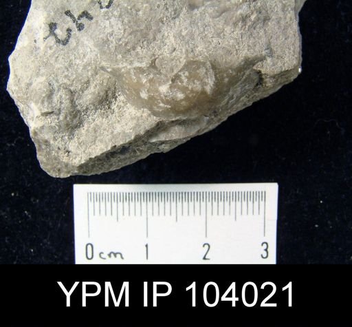 Stricklandinia salteri