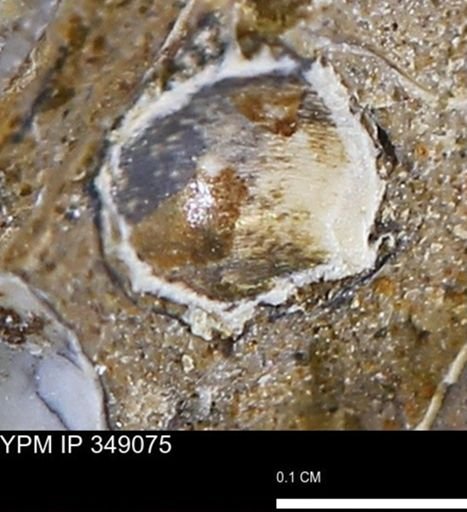 undet. Mollusca
