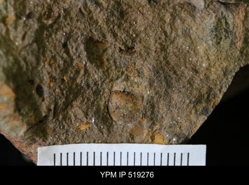 undet. Bivalvia