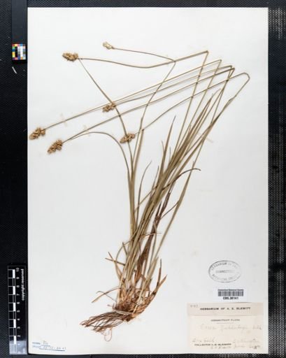Carex muehlenbergii