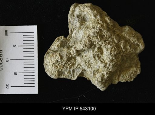 Asteriacites sp.